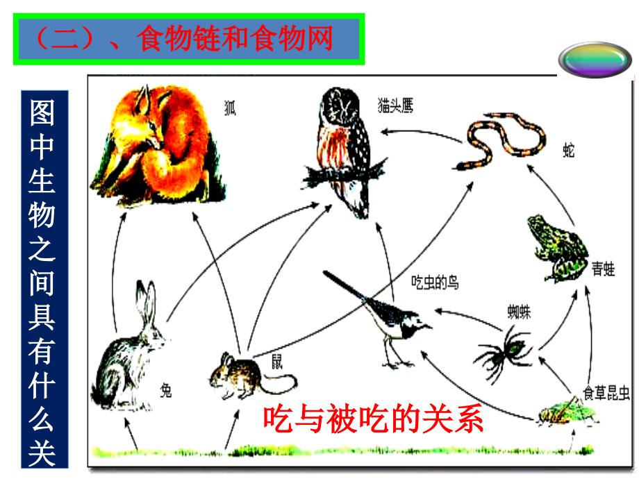 生态系统的结构和功能课件_第3页