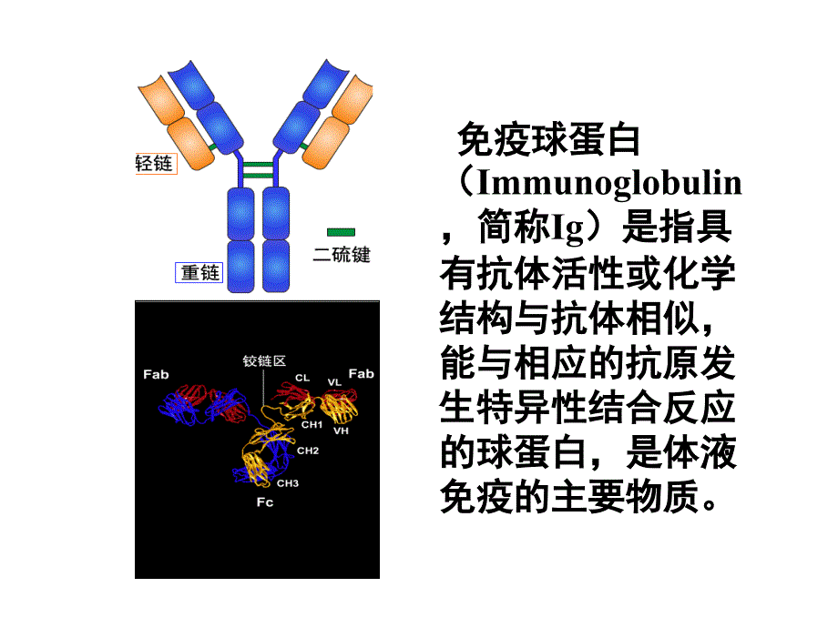 免疫球蛋白在食品中的应用_第2页