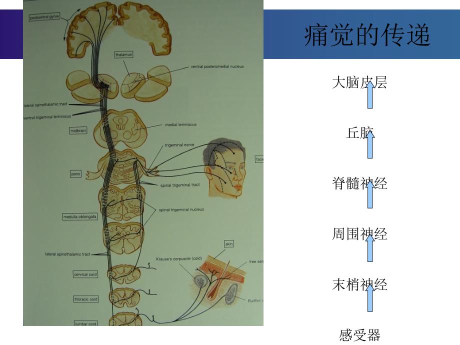 疼痛康复课件_第4页