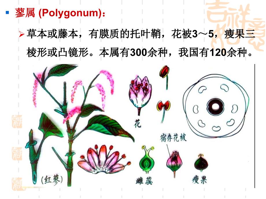 植物学教学课件：双子叶植物2_第3页