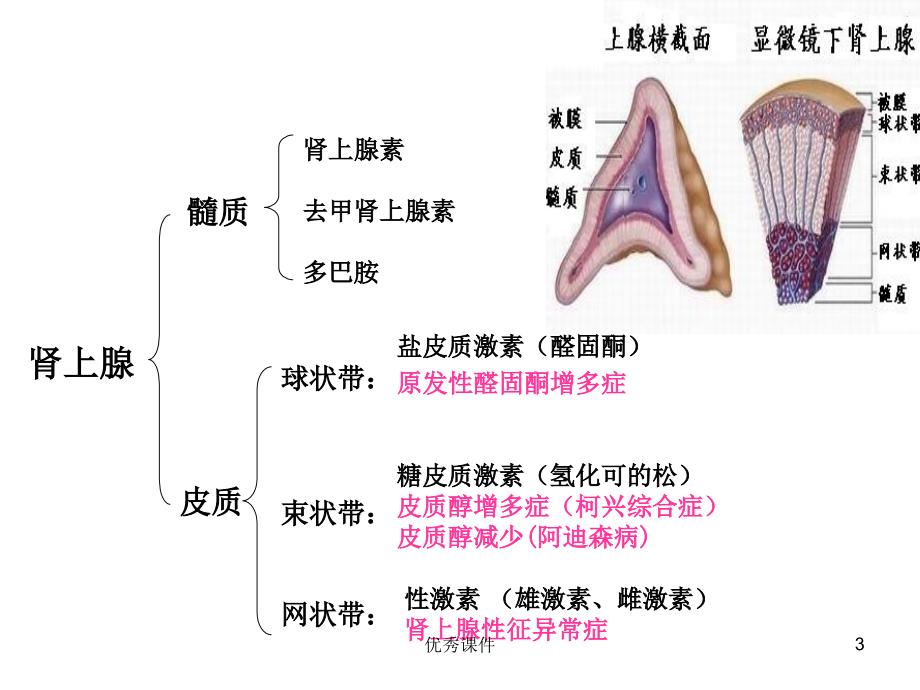 嗜铬细胞瘤手术的麻醉【医疗资料】_第3页