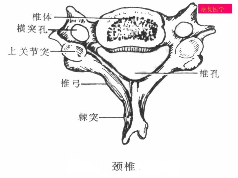 《颈椎病的康复》课件_第5页