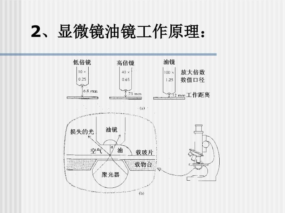 实验二显微镜油镜的使用及细菌的简单染色法1_第5页