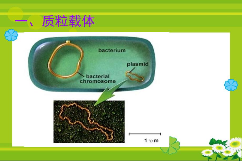 分子克隆常用载体_第3页