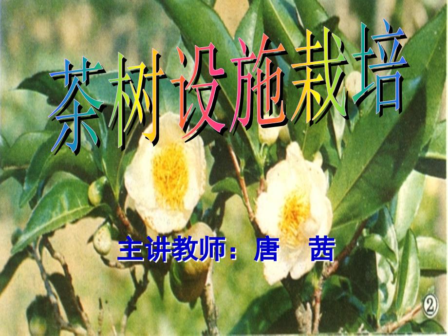 《茶树设施栽培》PPT课件_第1页