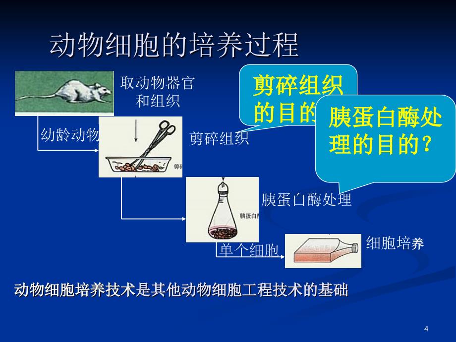 动物细胞工程的主要技术_第4页