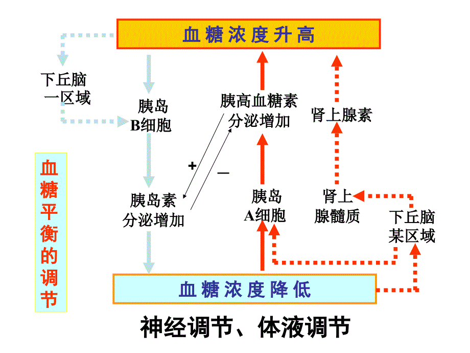 胰岛素专题复习_第4页