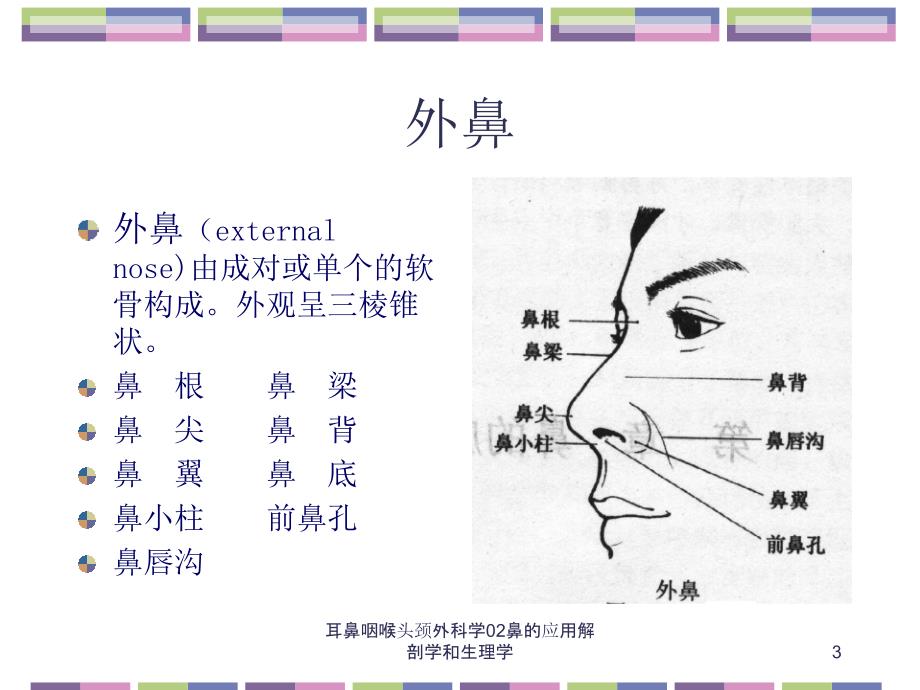 耳鼻咽喉头颈外科学02鼻的应用解剖学和生理学课件_第3页