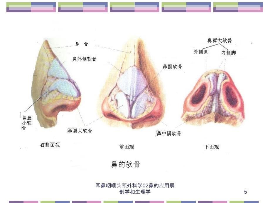 耳鼻咽喉头颈外科学02鼻的应用解剖学和生理学课件_第5页