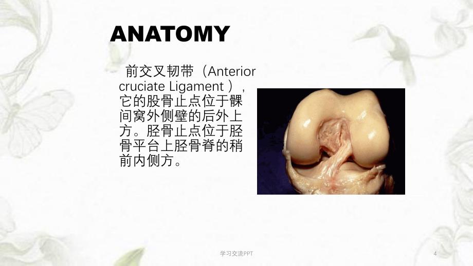 ACL损伤ppt课件_第4页