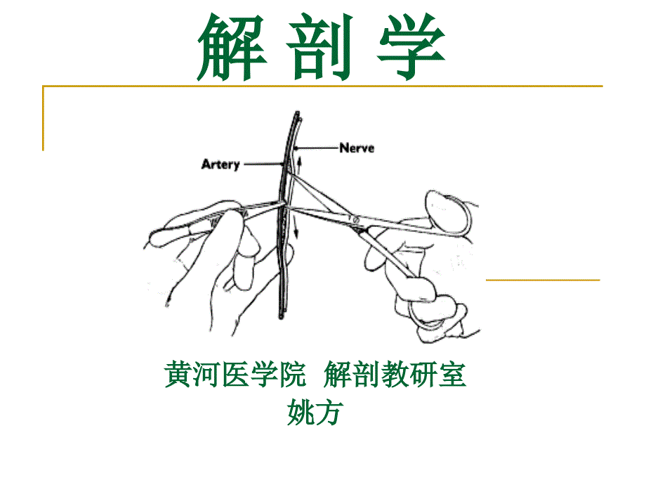 1、解剖学绪论、骨学(电教课件)_第1页