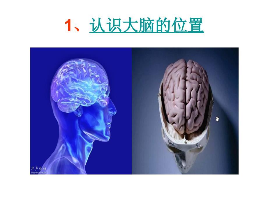 大脑教学课件_第4页