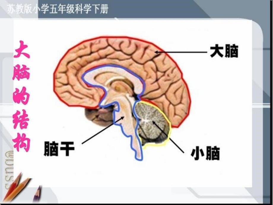 大脑教学课件_第5页