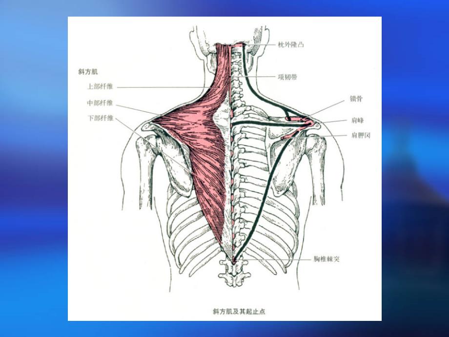 肩关节相关肌肉解剖_第5页