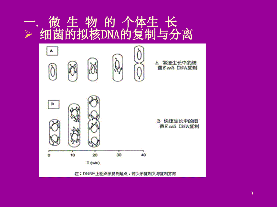 大学微生物复习第5章生长和环境条_第3页