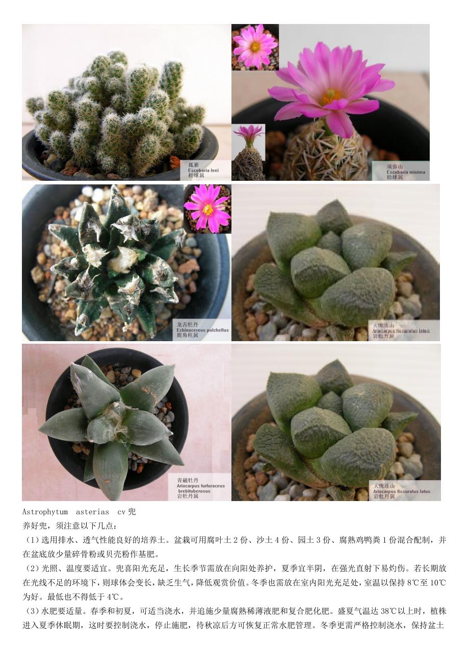 仙人掌科植物.doc_第2页