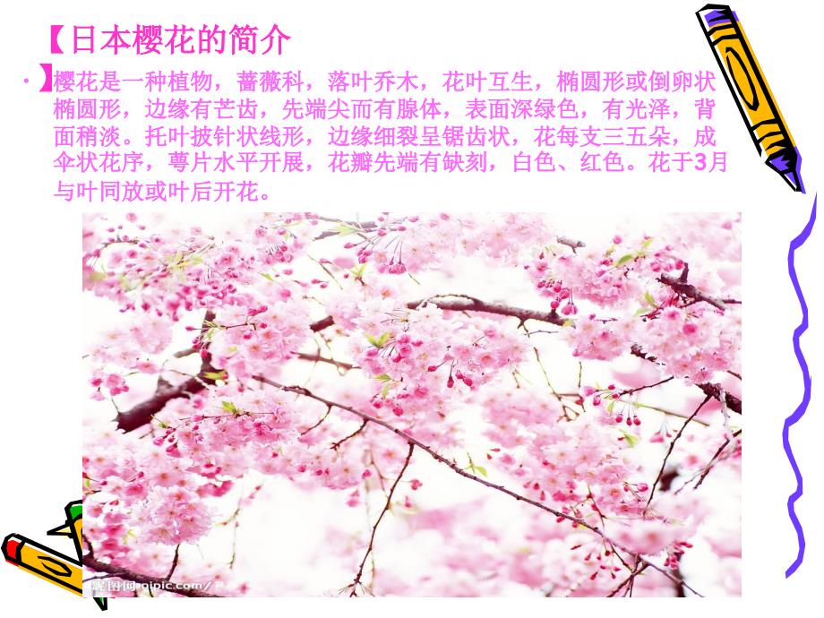 日本的樱花.ppt_第3页