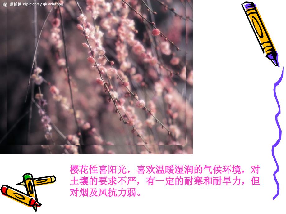 日本的樱花.ppt_第4页