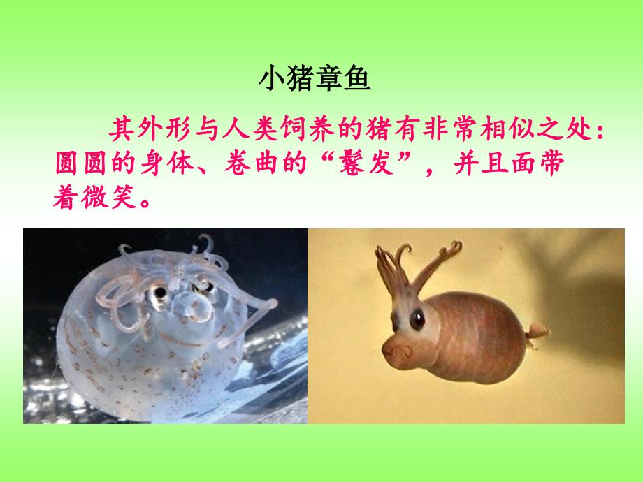 初中生物第一节课如何学生物课件七年级导言课共26张PPT_第4页