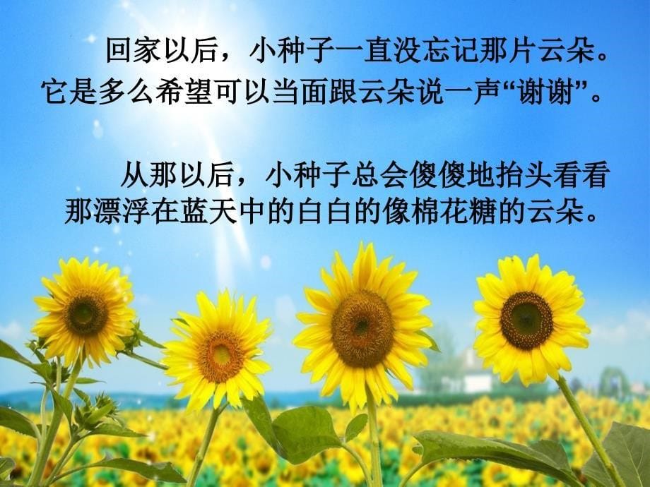 一个关于向日葵的故事.ppt_第5页