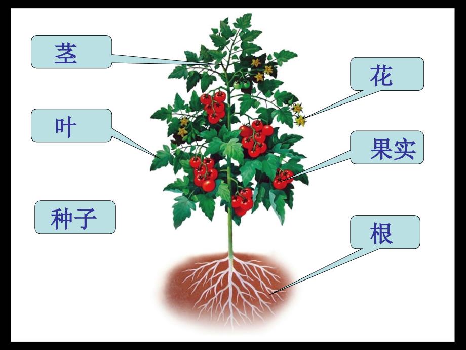 三年级上册科学课件2 红番茄｜粤科版 (共10张PPT)教学文档_第3页