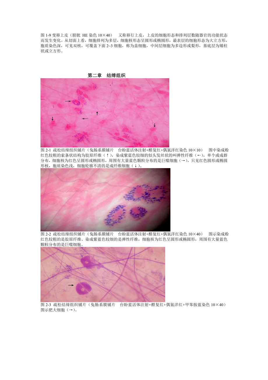 《组织学与胚胎学》图谱详细版温州医科大学_第4页