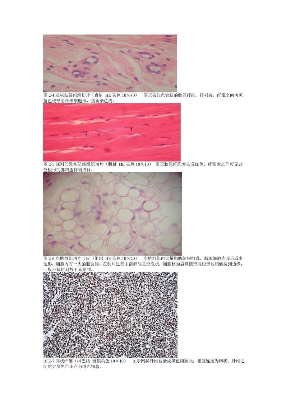 《组织学与胚胎学》图谱详细版温州医科大学_第5页