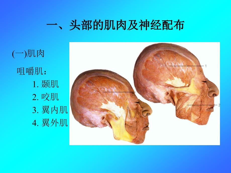 相关肌肉神解剖知识_第2页