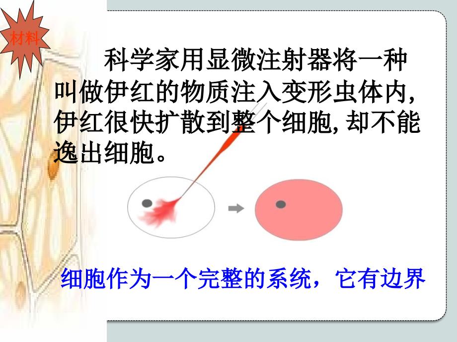 科学家用显微注射器将一种叫做伊红的物质注入变形虫体内,_第3页