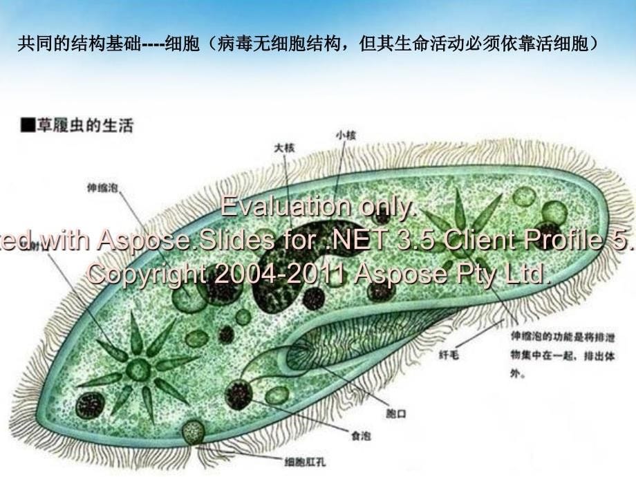 走进新课标之高中生物绪论课_第5页