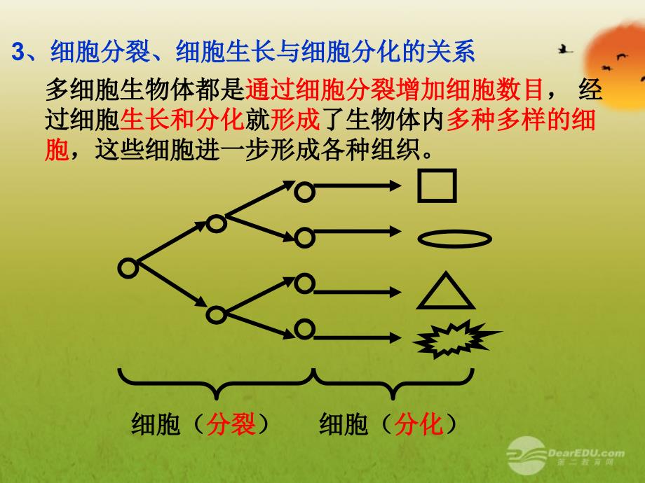 第二节动物体的结构层次课件_第4页