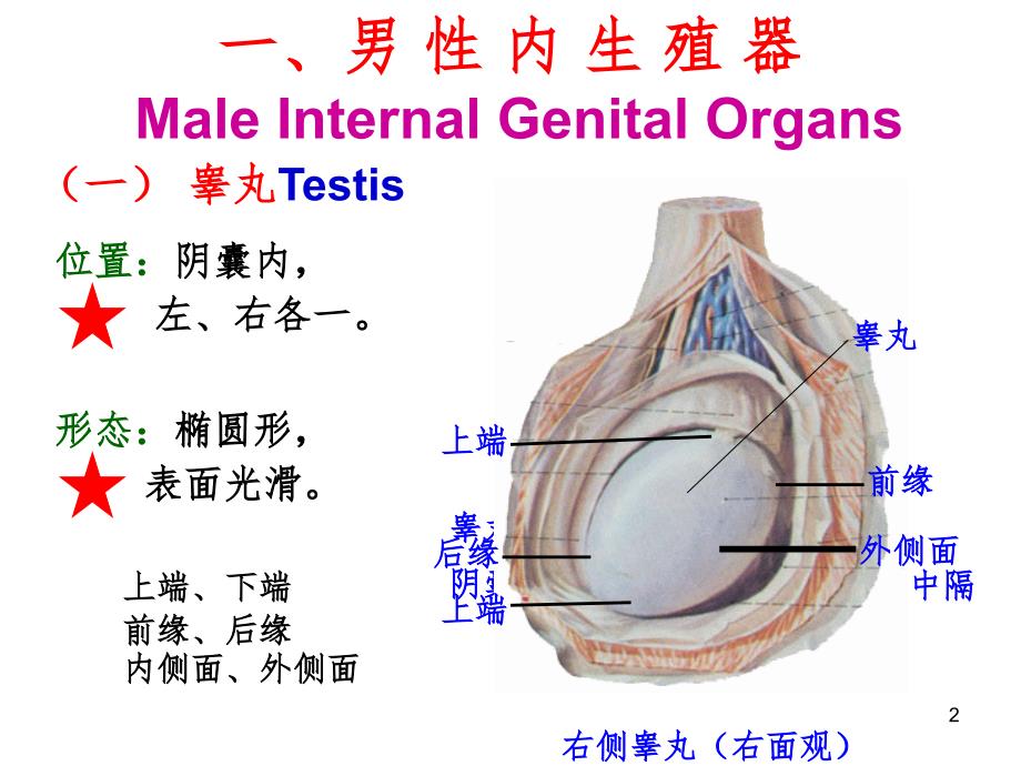 男性生殖系统解剖PPT精选文档_第2页