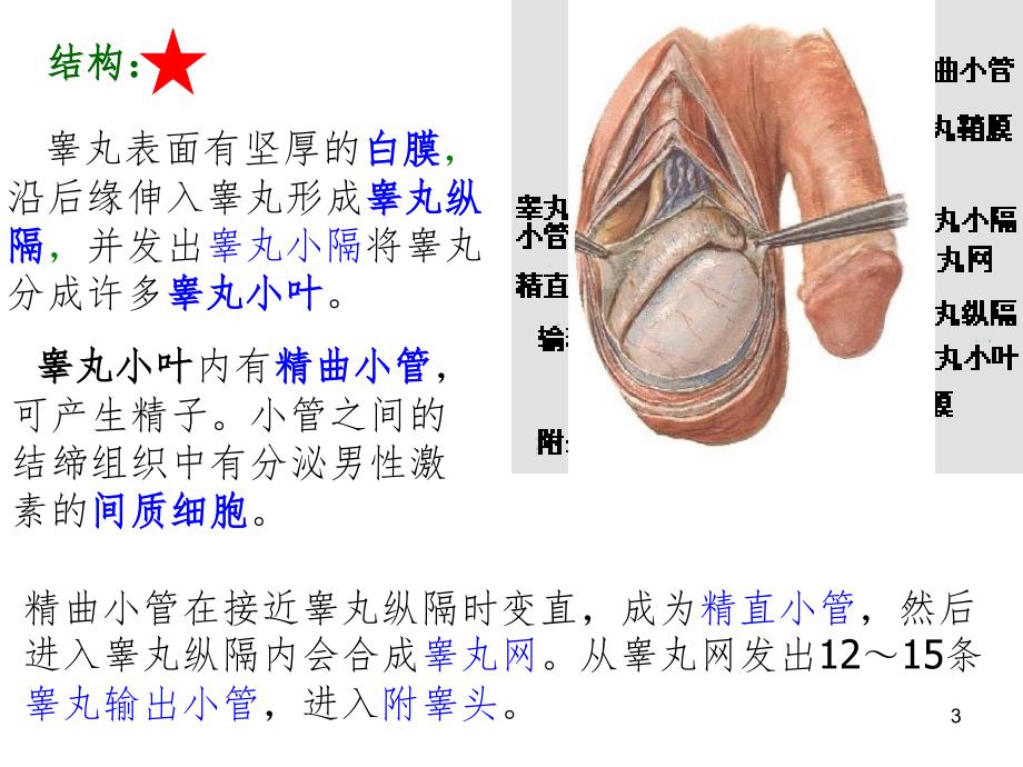 男性生殖系统解剖PPT精选文档_第3页