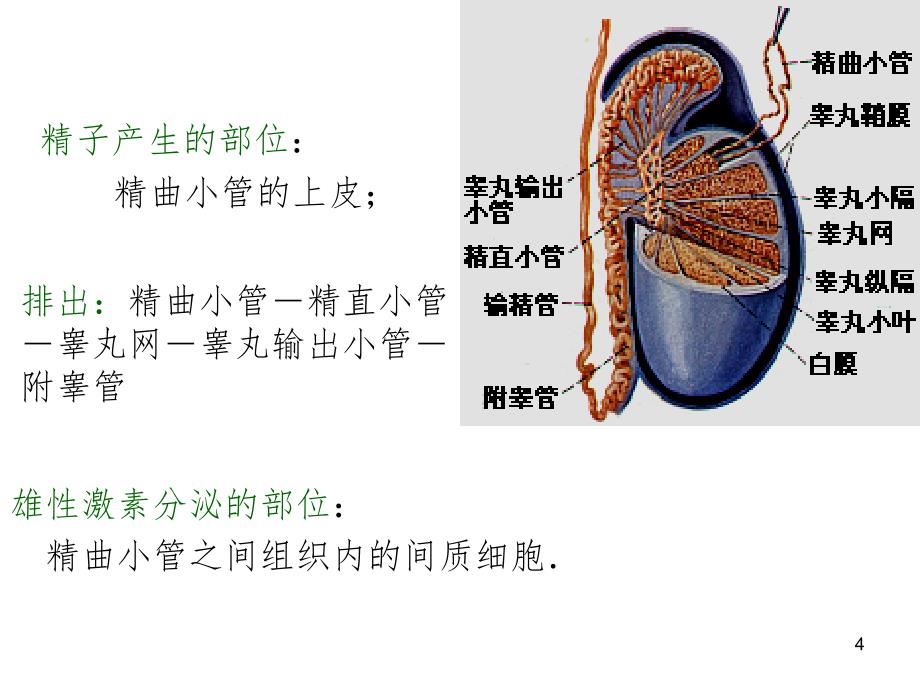 男性生殖系统解剖PPT精选文档_第4页