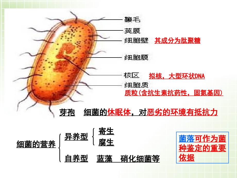 微生物的培养与利用_第4页