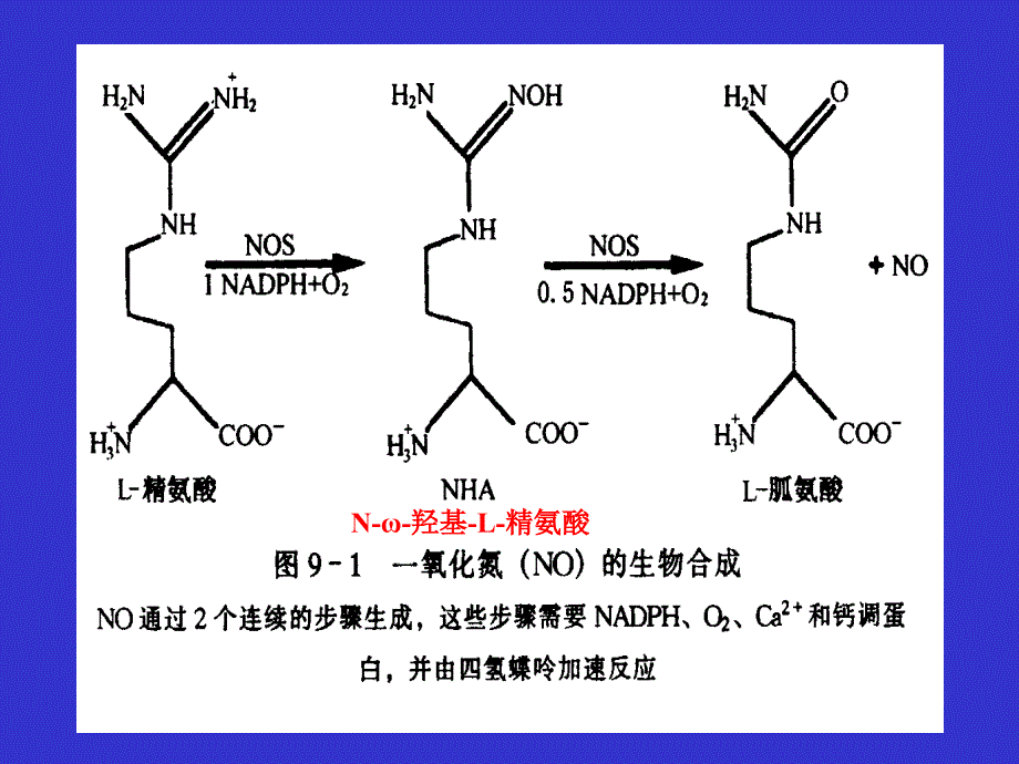 一氧化氮生物系统及其药理作用.ppt_第4页