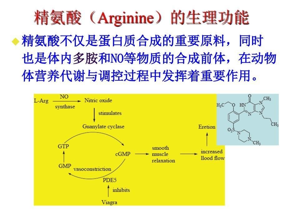 一氧化氮生物系统及其药理作用.ppt_第5页