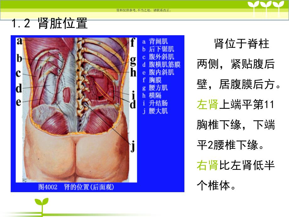 肾病基础知识课件_第4页