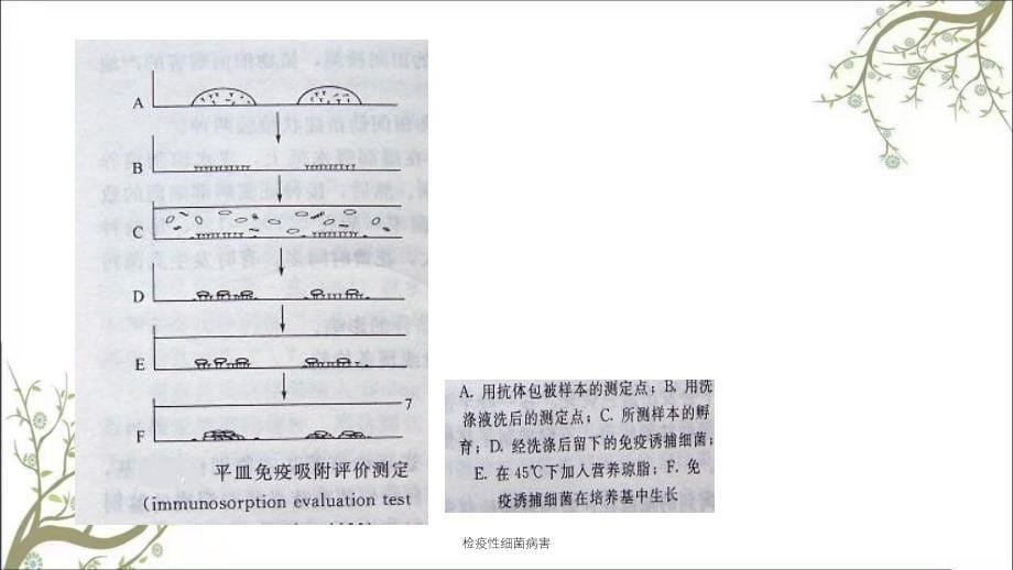 检疫性细菌病害课件_第5页