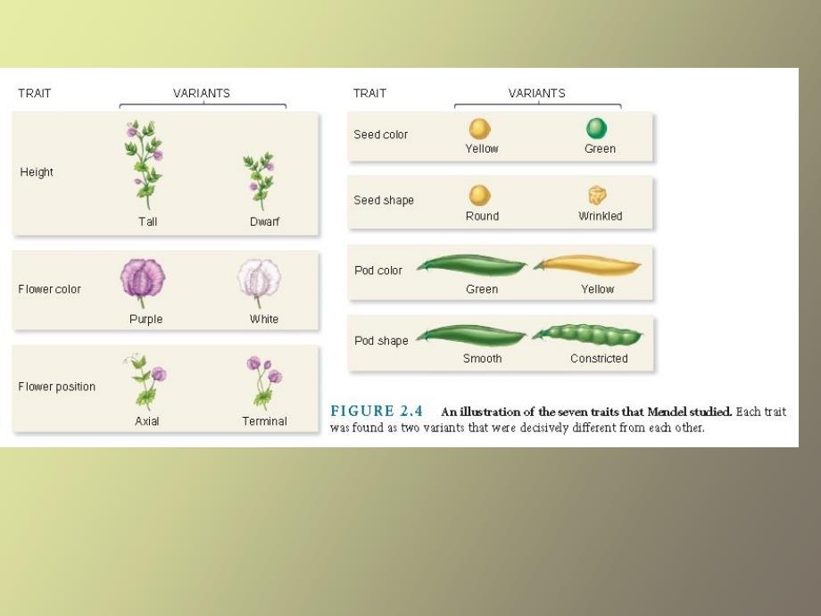 【课件】遗传学第二章-孟德尔遗传定律_第3页