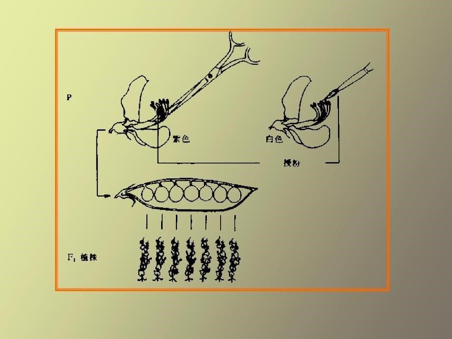 【课件】遗传学第二章-孟德尔遗传定律_第5页