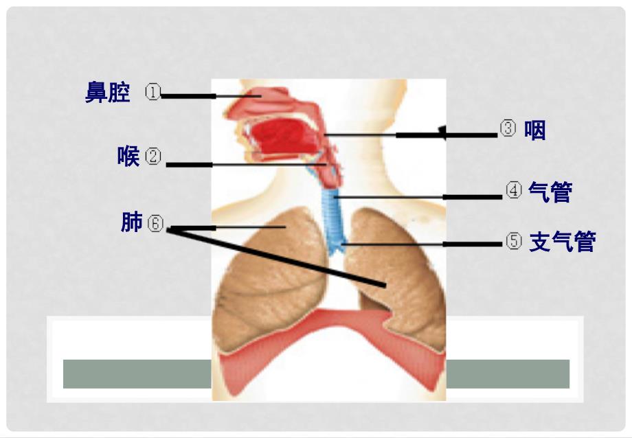 中考生物总复习 第九章 人的生活需要空气基础梳理课件 济南版_第4页