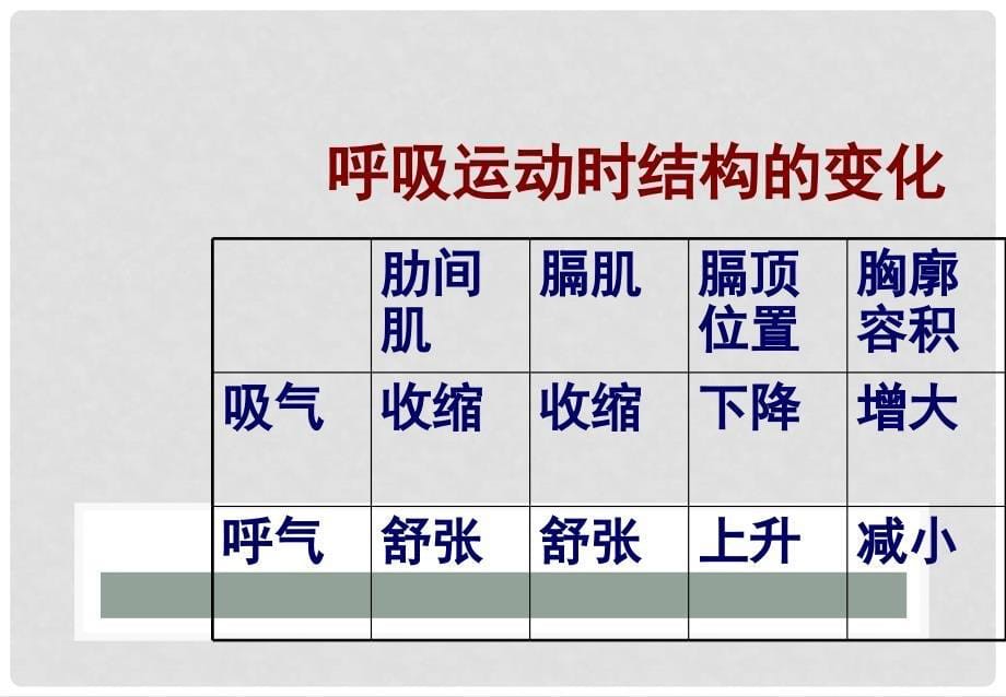 中考生物总复习 第九章 人的生活需要空气基础梳理课件 济南版_第5页