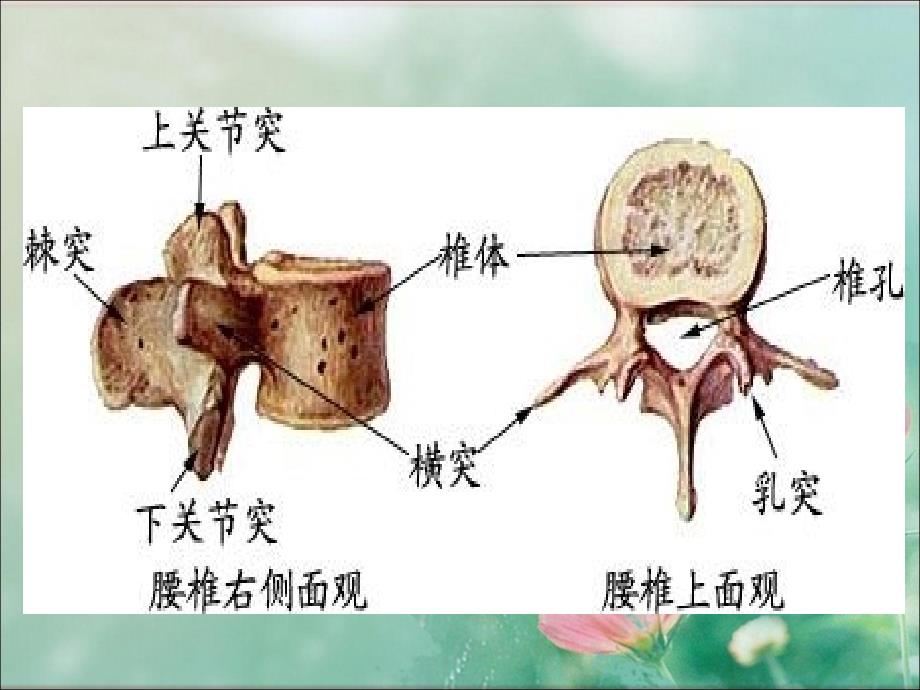 腰椎影像解剖学_第3页