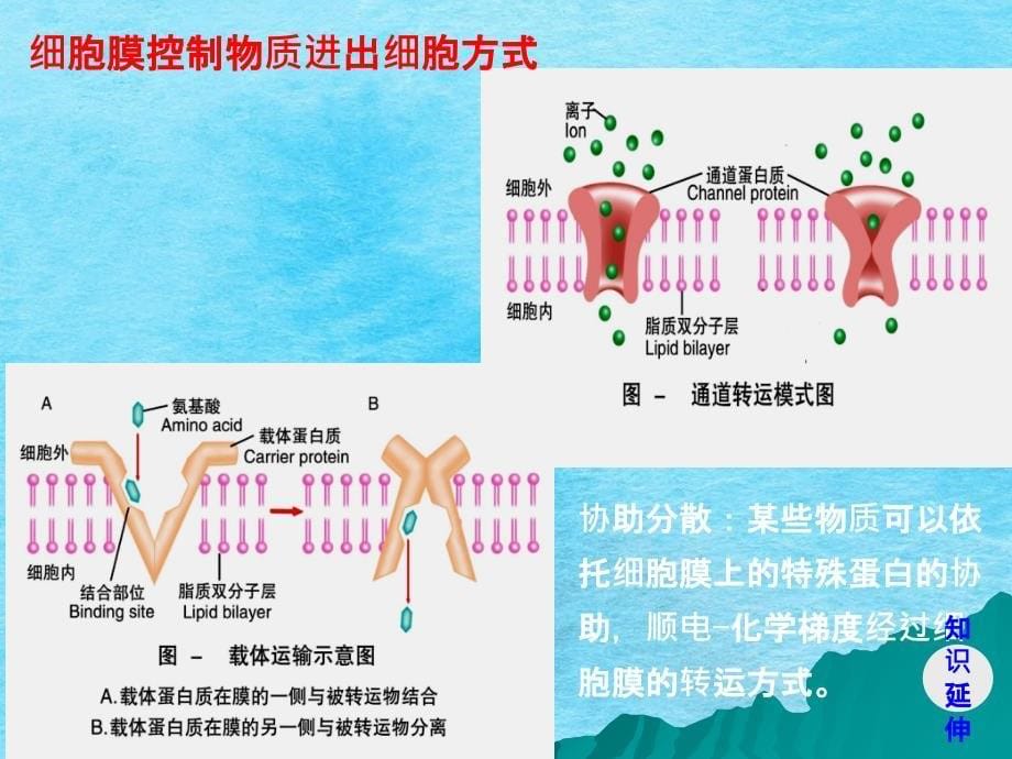 高中生物核心概念高考复习内环境ppt课件_第5页