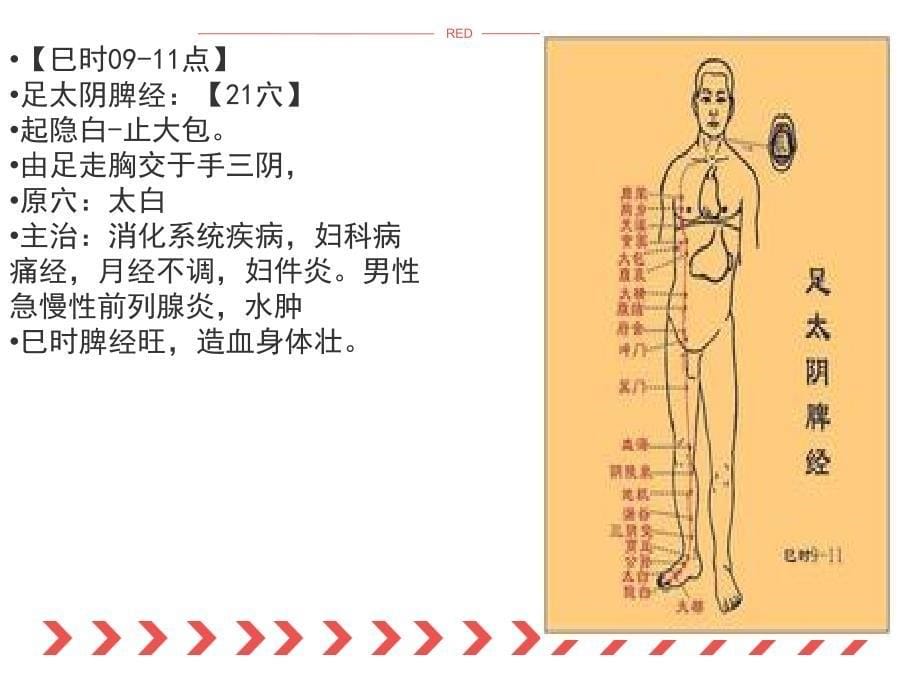 十四经络培训_第5页