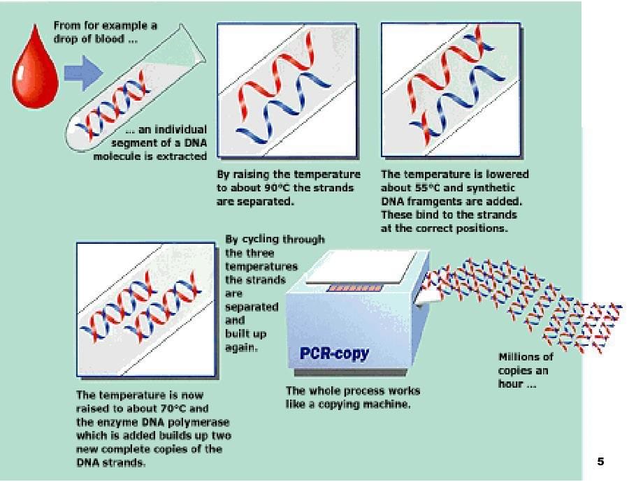 聚合酶链式反应ppt课件_第5页