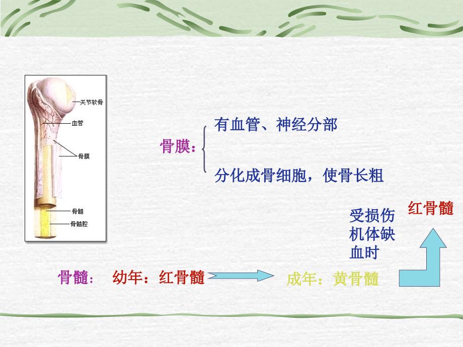 动物的运动系统_第3页