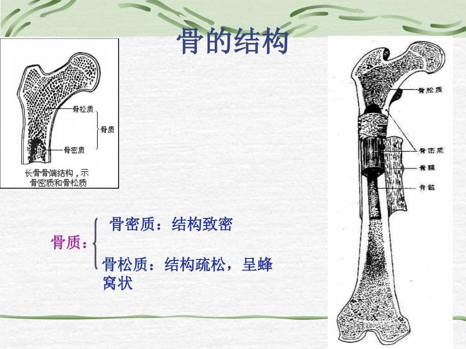 动物的运动系统_第4页