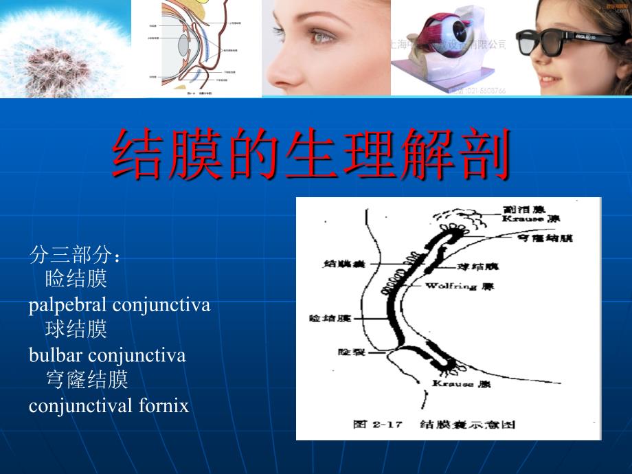 结膜炎眼科.ppt_第2页